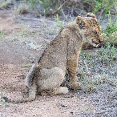 Genç aslan yavrusu çalılıklarda oturuyor, parlak yaz ışığında vuruldu, Kruger Park, Mpumalanga, Güney Afrika
