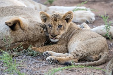 Genç aslan yavrusu çalılıklarda toprağın üzerinde dişi aslanın yanında yatıyor, parlak yaz ışığında vuruldu, Kruger Parkı, Mpumalanga, Güney Afrika