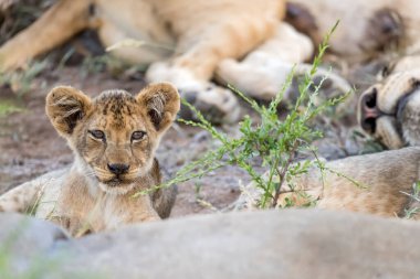 Genç aslan yavrusu çalılıklarda uyuyan grup arasında uyandı, parlak yaz ışığında vuruldu, Kruger Park, Mpumalanga, Güney Afrika
