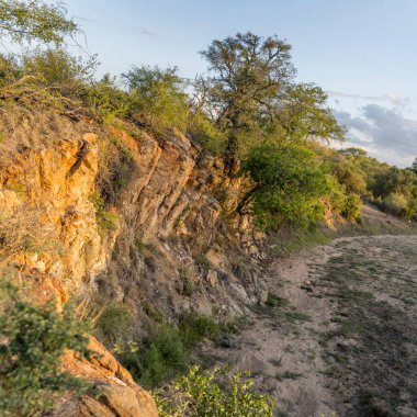  Kuru nehir kıyıları ile yeşil vahşi kırsal çalılık, açık yaz alacakaranlık ışığı, Kruger parkı, Mpumalanga, Güney Afrika