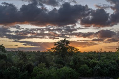 Kızıl gökyüzü ve günbatımı bulutları yeşil yabani kırsal çalılıklarda, açık yaz alacakaranlık ışığında çekilen, Kruger Park, Mpumalanga, Güney Afrika