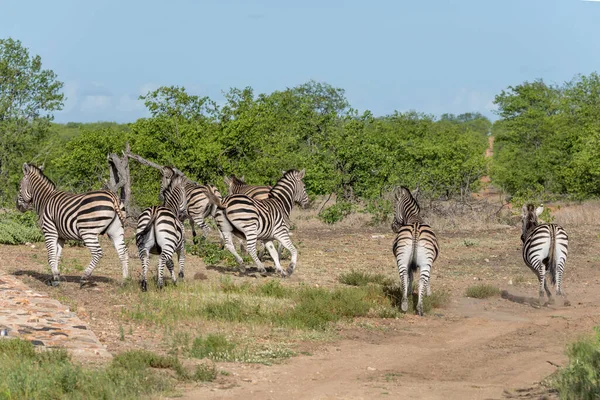 クルーガー公園の野生の田舎で逃げているゼブラスのグループと風景 明るい曇りの夏の光の中で後ろから撮影 クルーガー公園 Mumpalanga 南アフリカ — ストック写真