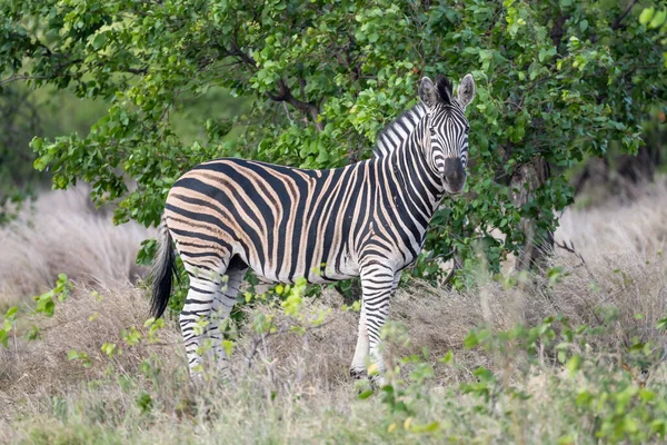 Zebra Shrubland Kruger Park Wild Countryside Shot Bright Cloudy Summer — Stock Photo, Image