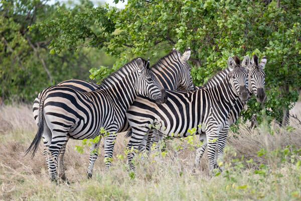 Group of zebras in shrubland at Kruger park wild countryside, shot in bright cloudy summer light , Kruger park, Mpumalanga, South Africa