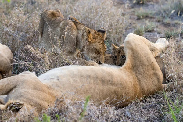 Löwenjunges Das Von Seiner Mutter Gesäugt Wird Liegt Auf Der — Stockfoto