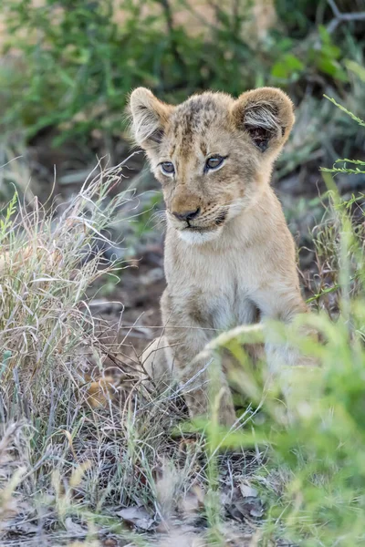 young lion cub sitting in tall grass at shrubland, shot in bright summer light, Kruger park, Mpumalanga, South Africa
