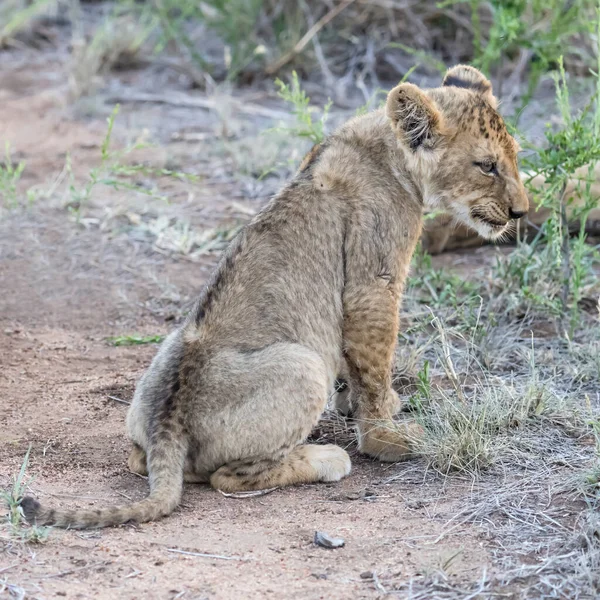 young lion cub sitting on soil at shrubland, shot in bright summer light, Kruger park, Mpumalanga, South Africa