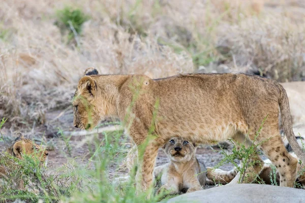 Lví Mláďata Trávě Shrubland Zastřelen Jasném Letním Světle Kruger Park — Stock fotografie