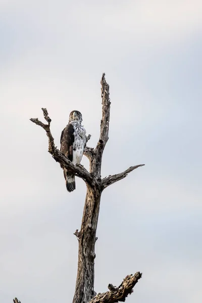 African Eagle Hawk Wybielonej Gałęzi Dzikiej Wsi Nakręcony Jasnym Letnim — Zdjęcie stockowe