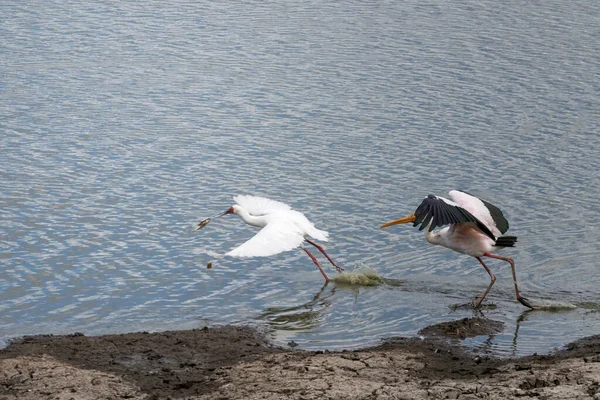 Lake Shore Yellow Billed Stork Chasing África Spoon Bill Bird — Fotografia de Stock