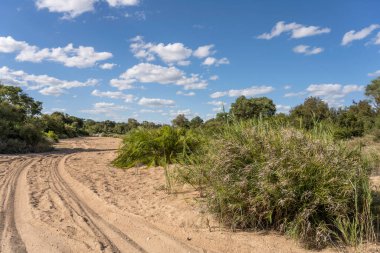 Bereketli çalılık arazisi ve yeşil vahşi kırsal kesimde kuru nehir yatağı üzerindeki lastik izleri, parlak yaz ışığında çekilen Kruger Parkı, Mpumalanga, Güney Afrika