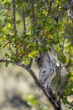 Vahşi kırsal kesimdeki çalılıklarda asılı kalan örümcek yuvası detayları, parlak yaz ışığında çekilen Kruger Parkı, Mpumalanga, Güney Afrika