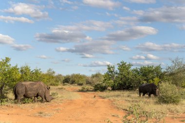 Gergedanlar ve yeşil kırsal alanda kırmızı toprak yol, parlak yaz ışığında çekilen Kruger Parkı, Mpumalanga, Güney Afrika