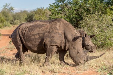 Kadın gergedan ve yavru çalılıklarda yeşil kırsal alanda, parlak yaz ışığında çekilen Kruger Park, Mpumalanga, Güney Afrika