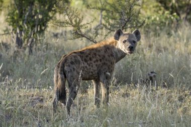 Çimlerin üzerinde dikkatli bir sırtlan, parlak yaz ışığında vuruldu, Kruger Park, Mpumalanga, Güney Afrika