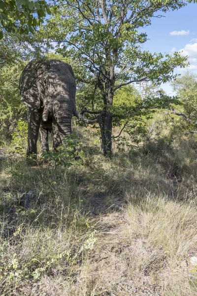 Мужчина Слон Стоящий Тени Кустарниковой Растительности Дикой Местности Снятый Ярком — стоковое фото