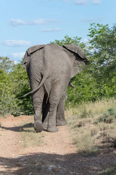 Ass Male Elephant Going Away Dirt Road Shrubland Vegetation Wild — Foto de Stock