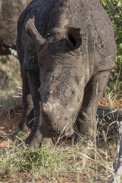 Detalii Despre Botul Puiului Rinocer Zona Rurală Sălbatică Verde Împușcat — Fotografie, imagine de stoc