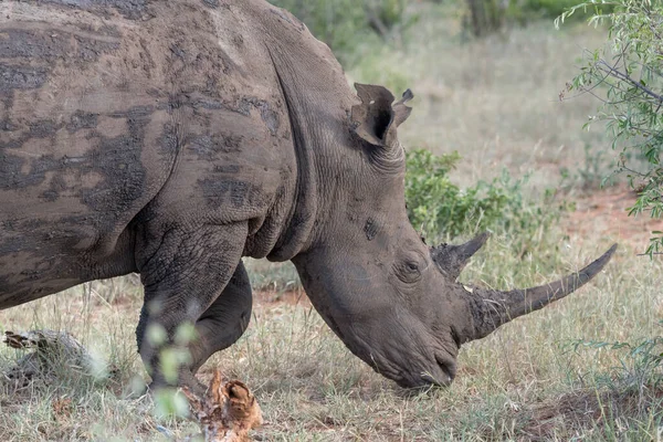 Détail Femelle Muselière Rhino Corne Dans Campagne Sauvage Arbustive Verdoyante — Photo
