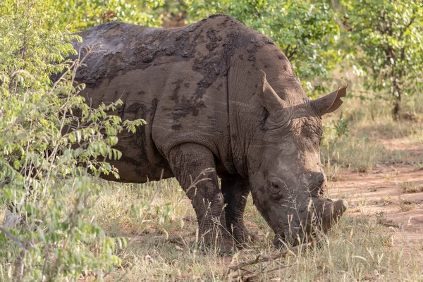 Masculin Rinocer Corn Ferăstrău Zona Rurală Sălbatică Verde Împușcat Lumină — Fotografie, imagine de stoc