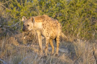 Çimlerin üzerinde duran sırtlan, parlak yaz ışığında çekilen Kruger Park, Mpumalanga, Güney Afrika