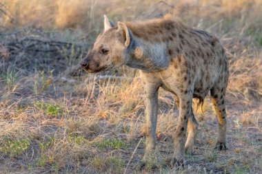 Parlak yaz ışığında çekilen çalılıklarda sırtlan, Kruger Park, Mpumalanga, Güney Afrika