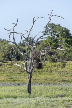 Kuşların yuvası beyaz ağaçların üzerinde yeşil kırsal çalılıklarda çimenlerin üzerinde, parlak yaz ışığında çekilen, Kruger Park, Mpumalanga, Güney Afrika