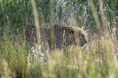 Çalılar diyarındaki uzun nehir çimlerinden gözüken leopar başı, parlak yaz ışığında vurulan Kruger Park, Mpumalanga, Güney Afrika