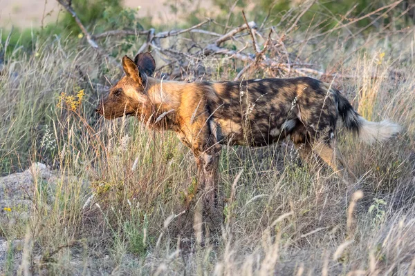wild dog standing in grass at shrubland wild countryside, shot in bright summer light, Kruger park, Mpumalanga, South Africa