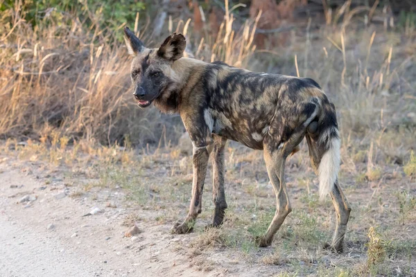 stock image wild dog standing on dirt road side at shrubland wild countryside, shot in bright summer light, Kruger park, Mpumalanga, South Africa