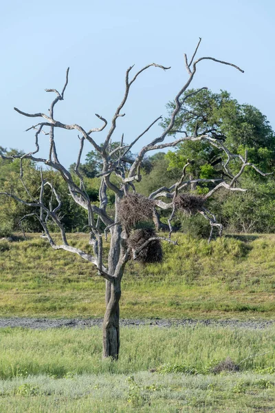 Landscape Birds Nest Whitered Tree Grass Shrubland Green Wild Countryside — Stock Photo, Image