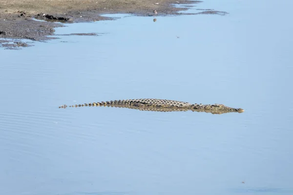 Krokodýl Ponořený Jezerních Vodách Shrubland Divoké Krajiny Zastřelen Jasném Letním — Stock fotografie