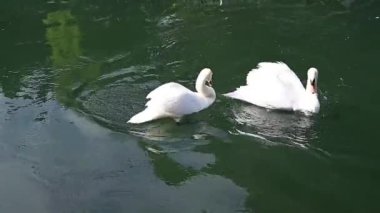 İtalya Treviso, Veneto 'daki Sile Nehri yeşil sularında iki kuğu daire dansı yapıyor.