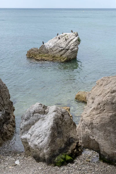 근처의 물에서 바위에 둥근돌 새들이 이탈리아 트리에스테 근처에서 빛으로 사격을 — 스톡 사진