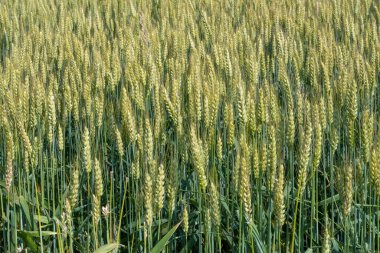 almost ripe wheat spikes in field, shot in bright light near Grado,  Gorizia, Friuli, Italy