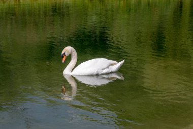 swan reflecting in pond waters,  Shot in bright summer  light  at Stuttgart, Baden Wuttenberg, Germany