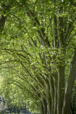 Cityscape with branches of tall sycamores on  tree lined walking path at public park. Shot in bright summer  light  at Stuttgart, Baden Wuttenberg, Germany