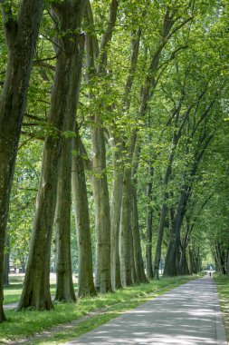 Cityscape with trunks of tall sycamores on  tree lined walking path at public park. Shot in bright summer  light  at Stuttgart, Baden Wuttenberg, Germany