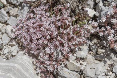 Leonessa eyeri, Apennines, Rieti, Lazio, İtalya yakınlarındaki Terminillo sıradağlarında çekilen Sedum Rubens çiçekleri.