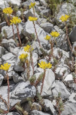 Terminillo sıradağlarındaki petrosedum monutanum çiçeği Leonessa eyeri, Apennines, Rieti, Lazio, İtalya yakınlarındaki parlak yaz ışığında çekildi.