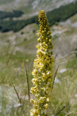 Verbascum lychnitis çiçeği Terminillo sıradağlarında, Leonessa eyeri, Apennines, Rieti, Lazio, İtalya yakınlarında parlak yaz ışığında çekilen