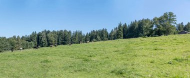 Oy-Mittelberg, Allgaeu, Bavyera, Almanya yakınlarındaki Parlak yaz ışığında çekilen Rottachsee Alp Gölü kıyısındaki yeşil çayırlar üzerindeki ineklerle manzara
