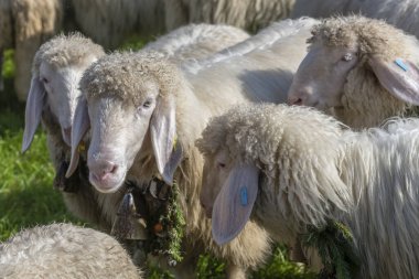 Rettenberg, Allgaeu, Bavyera, Almanya 'da parlak yaz ışığında çekilen geleneksel Alpine Sığır Yolu' ndaki otlakta koyun ağızlık sesleri