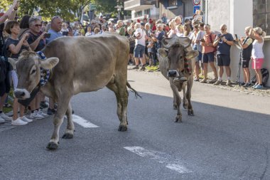 RETTENBERG, 2023 Eylül 8, inekler, 8 Eylül 2023 'te Rettenberg, Allgaeu, Bavyera, Almanya' da çekilen geleneksel Alpine Sığır Yolu 'nda seyirciler arasında yürüyor.