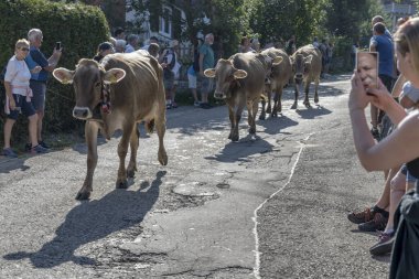RETTENBERG, 2023 Eylül 8, geleneksel Alpine Sığır Yolu 'nda, 8 Eylül 2023' te Rettenberg, Allgaeu, Bavyera, Almanya 'da parlak yaz ışığında vurulan, seyirciler arasında bir sıra inek yürüyor.