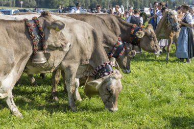 RETTENBERG, 2023 Eylül 8, geleneksel Alpine Sığır Yolu 'ndaki otlakta bir grup inek, 8 Eylül 2023' te Rettenberg, Allgaeu, Bavyera, Almanya 'da parlak yaz ışığında vuruldu.