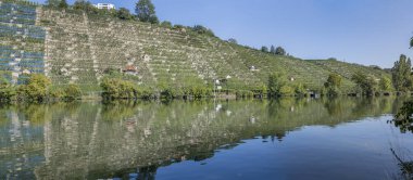 Neckar nehri üzerindeki sarmaşıklı teraslar Hofen yakınlarındaki düz suları yansıtıyor. Stuttgart, Baden Wuttenberg, Almanya 'da parlak yaz ışığında çekildi.