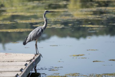 Heron, şehir parkındaki Max-Eyth Gölü kıyısında duruyor. Stuttgart, Baden Wuttenberg, Almanya 'da parlak yaz ışığında çekildi.