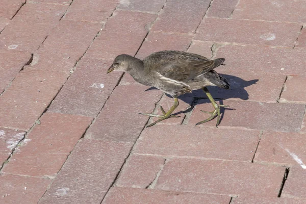 Moorhen Yaygın Kuşu, şehir parkındaki Max-Eyth Gölü kıyısında asfalt üzerinde yürüyor. Stuttgart, Baden Wuttenberg, Almanya 'da parlak yaz ışığında çekildi.