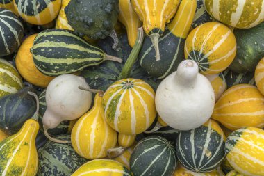 Açık yaz ışığında Almanya 'nın Stuttgart şehrinde çekilen sokak pazarında renkli balkabağı yığını.